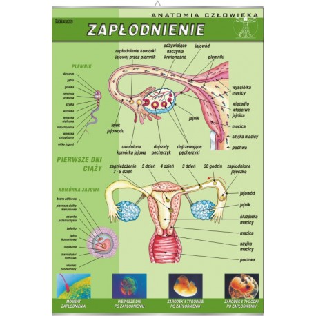Plansza&nbsp;VISUAL SYSTEM - Zapłodnienie