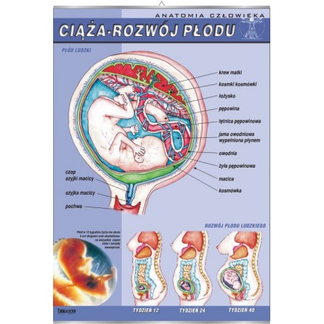 Plansza&nbsp;VISUAL SYSTEM - Ciąża - rozwój płodu ludzkiego
