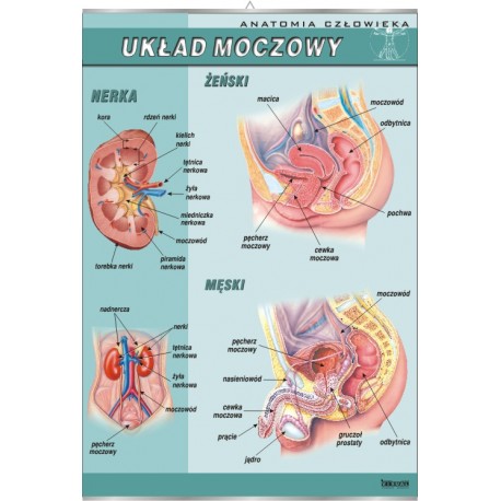 Plansza VISUAL SYSTEM - Układ moczowy