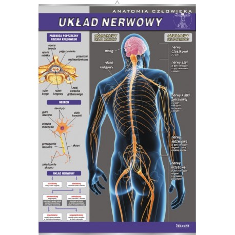 Plansza&nbsp;VISUAL SYSTEM - Układ nerwowy