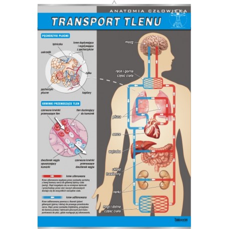 Plansza&nbsp;VISUAL SYSTEM - Transport tlenu