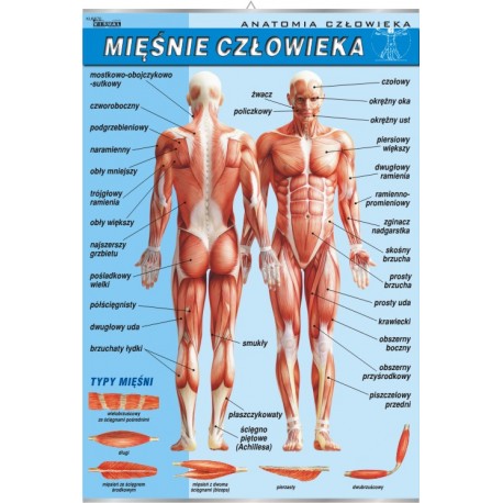 Plansza&nbsp;VISUAL SYSTEM - Układ mięśniowy