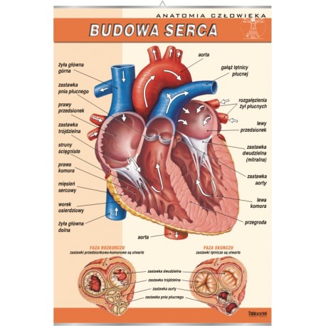 Plansza VISUAL SYSTEM - Budowa serca