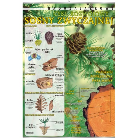 Plansza&nbsp;VISUAL SYSTEM - Sosna zwyczajna - cykl rozwojowy (nagozalążkowe)