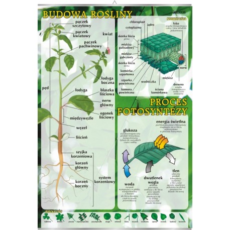 Plansza&nbsp;Budowa rośliny, proces fotosyntezy
