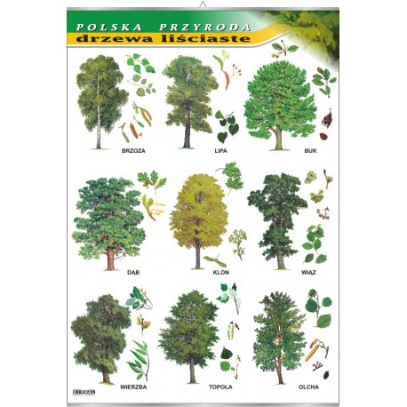 Plansza VISUAL SYSTEM -&nbsp;Drzewa liściaste&nbsp;- seria polska przyroda