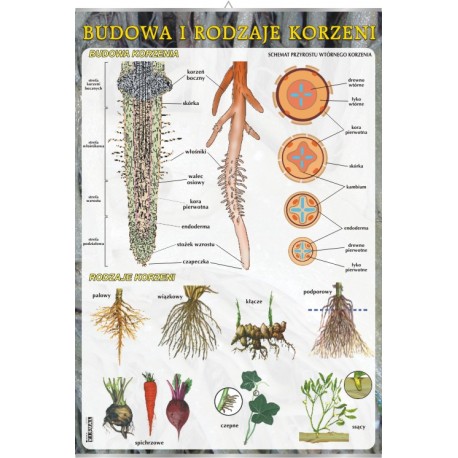 Plansza VISUAL SYSTEM -&nbsp;Budowa i rodzaje korzeni
