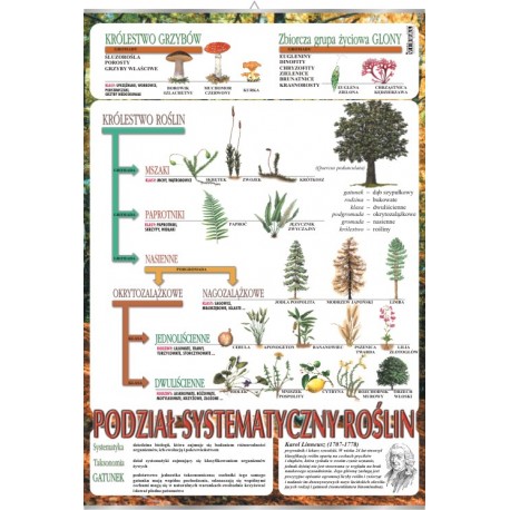 Plansza&nbsp;Systematyka roślin