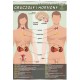 Plansza&nbsp;VISUAL SYSTEM - Gruczoły i hormony