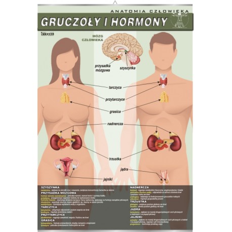 Plansza&nbsp;VISUAL SYSTEM - Gruczoły i hormony