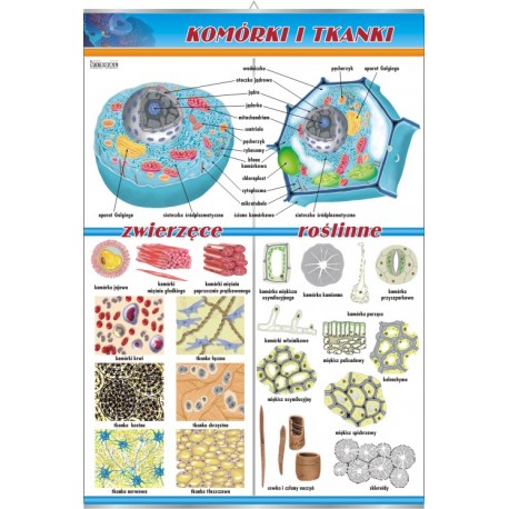 Plansza&nbsp;VISUAL SYSTEM - Komórki i tkanki - zwierzęce i roślinne
