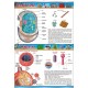 Plansza&nbsp;VISUAL SYSTEM - Bakterie i &nbsp;wirusy