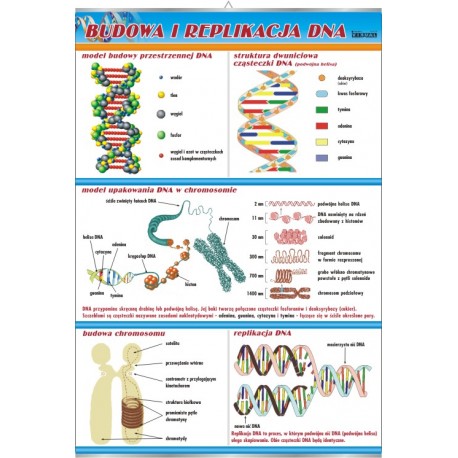 Plansza&nbsp;VISUAL SYSTEM - Budowa i replikacja DNA