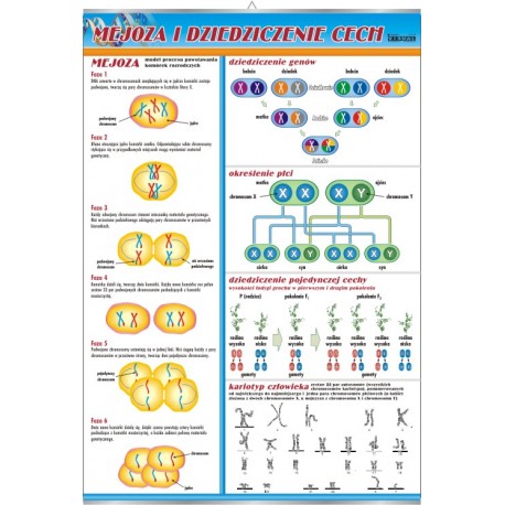 Plansza&nbsp;VISUAL SYSTEM - Mejoza i dziedziczenie cech