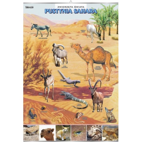 Plansza&nbsp;VISUAL SYSTEM - Pustynia Sahara