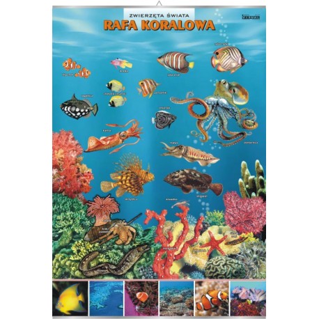 Plansza VISUAL SYSTEM - Rafa koralowa