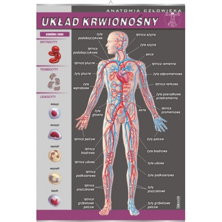Plansza VISUAL SYSTEM - Układ krwionośny
