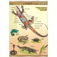 Plansza&nbsp;VISUAL SYSTEM - Gady - budowa anatomiczna