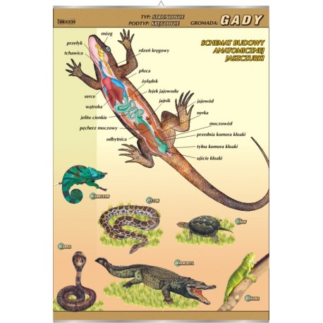 Plansza&nbsp;VISUAL SYSTEM - Gady - budowa anatomiczna
