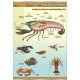 Plansza VISUAL SYSTEM - Skorupiaki - budowa anatomiczna
