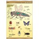 Plansza VISUAL SYSTEM - Owady - budowa anatomiczna