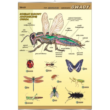 Plansza VISUAL SYSTEM - Owady - budowa anatomiczna