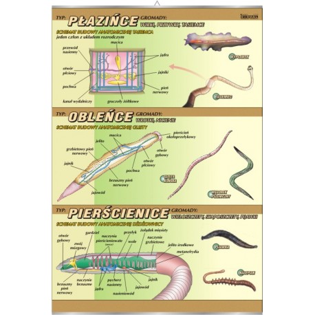 Plansza VISUAL SYSTEM - Płazińce, obleńce, pierścienice - budowa anatomiczna