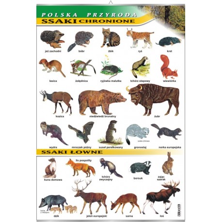 Plansza VISUAL SYSTEM - Ssaki chronione i łowne - seria polska przyroda