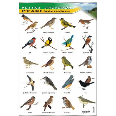 Plansza&nbsp;VISUAL SYSTEM - Ptaki śpiewające - seria polska przyroda