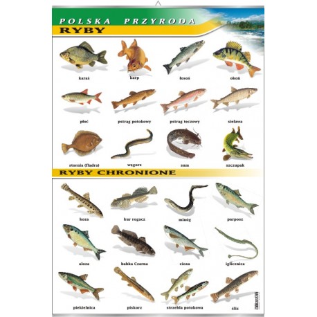 Plansza VISUAL SYSTEM - Ryby - seria polska przyroda