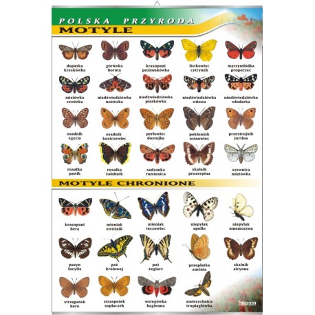 Plansza&nbsp;VISUAL SYSTEM - Motyle - seria polska przyroda