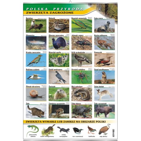 Plansza VISUAL SYSTEM - Zwierzęta zagrożone - seria polska przyroda