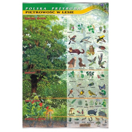 Plansza&nbsp;VISUAL SYSTEM - Piętrowość w lesie&nbsp;- seria polska przyroda
