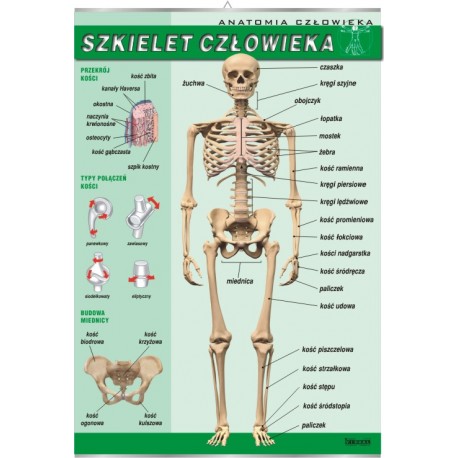 Plansza&nbsp;VISUAL SYSTEM - Szkielet czlowieka