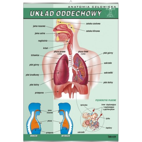 Plansza&nbsp;VISUAL SYSTEM - Układ oddechowy