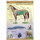 Plansza&nbsp;VISUAL SYSTEM - Ssaki - budowa anatomiczna