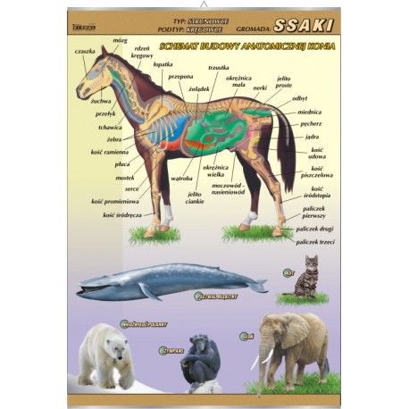 Plansza&nbsp;VISUAL SYSTEM - Ssaki - budowa anatomiczna