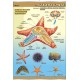 Plansza&nbsp;VISUAL SYSTEM - Szkarłupnie - budowa anatomiczna
