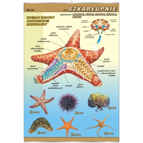Plansza&nbsp;VISUAL SYSTEM - Szkarłupnie - budowa anatomiczna