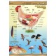 Plansza&nbsp;VISUAL SYSTEM - Ptaki - budowa anatomiczna