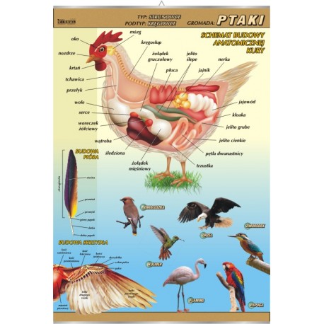 Plansza&nbsp;VISUAL SYSTEM - Ptaki - budowa anatomiczna
