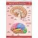 Plansza&nbsp;VISUAL SYSTEM - Mózg czlowieka