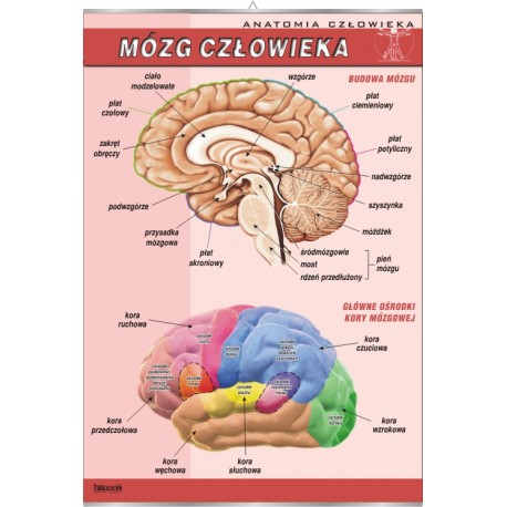Plansza&nbsp;VISUAL SYSTEM - Mózg czlowieka