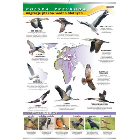 Plansza VISUAL SYSTEM - Migracje ptaków - seria polska przyroda