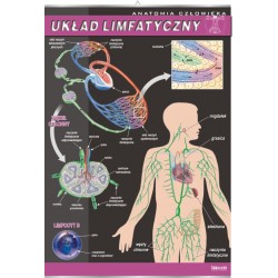 Plansza VISUAL SYSTEM - Układ limfatyczny