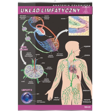 Plansza&nbsp;VISUAL SYSTEM - Układ limfatyczny