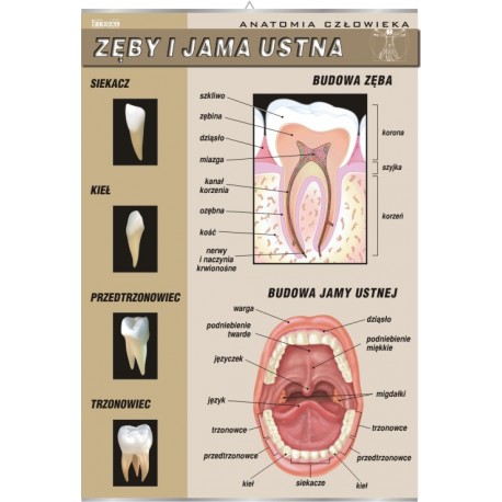 Plansza&nbsp;VISUAL SYSTEM - Zęby i jama ustna