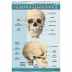 Plansza&nbsp;VISUAL SYSTEM - Czaszka człowieka