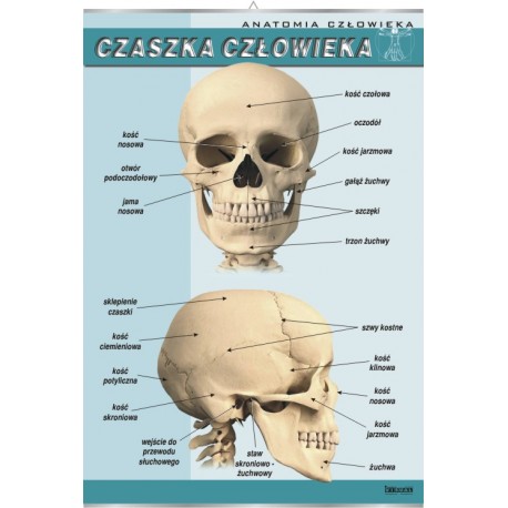 Plansza&nbsp;VISUAL SYSTEM - Czaszka człowieka