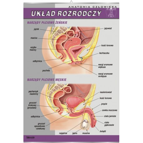 Plansza&nbsp;VISUAL SYSTEM - Układ rozrodczy: damski i męski